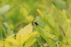 Brachygastra mellifica