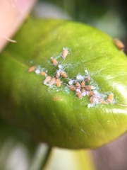 Ctenarytaina insularis