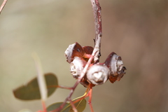 Eucalyptus pachyphylla