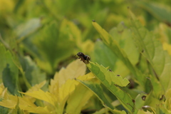Brachygastra mellifica