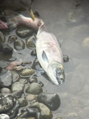 Oncorhynchus nerka