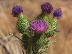 Eutricharaea