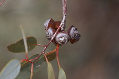 Eucalyptus pachyphylla