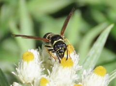 Ancistrocerus catskill