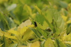 Brachygastra mellifica