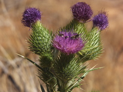 Eutricharaea