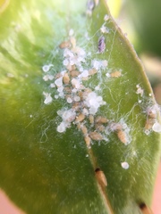 Ctenarytaina insularis