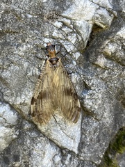 Neochauliodes