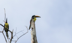 Pteroglossus inscriptus