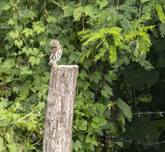 Glaucidium brasilianum