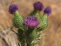 Eutricharaea