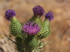 Eutricharaea