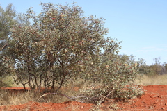 Eucalyptus pachyphylla