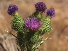 Eutricharaea