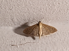 Herpetogramma bipunctalis