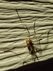 Paroligolophus agrestis
