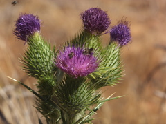 Eutricharaea
