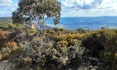 Philotheca salsolifolia