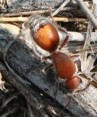 Dasymutilla ursus