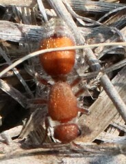 Dasymutilla ursus