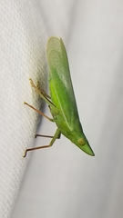 Rhynchomitra recurva