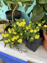 Oxalis frutescens