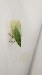 Rhynchomitra recurva