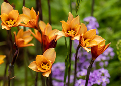 Zephyranthes tubispatha