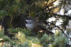 Poecile hudsonicus