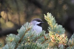Poecile hudsonicus