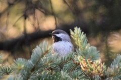 Poecile hudsonicus