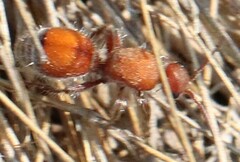 Dasymutilla ursus