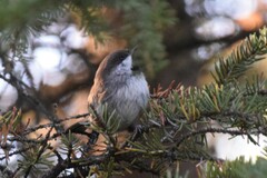 Poecile hudsonicus