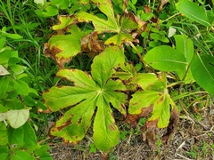 Podophyllum peltatum