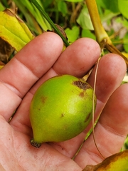 Podophyllum peltatum