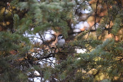 Poecile hudsonicus