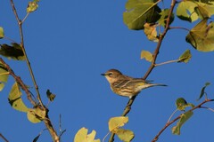 Setophaga coronata coronata