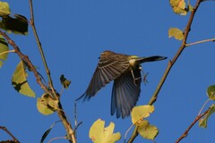 Setophaga coronata coronata