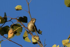 Setophaga coronata coronata