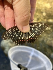 Hestina assimilis