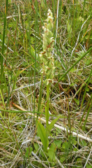 Platanthera huronensis