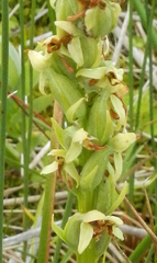 Platanthera huronensis