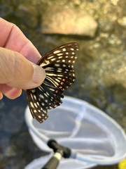 Hestina assimilis