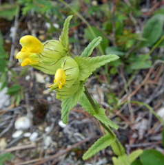 Rhinanthus minor