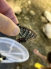 Hestina assimilis