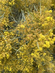 Acacia williamsonii