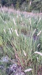 Bothriochloa laguroides