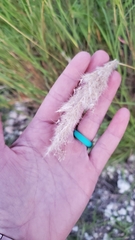 Bothriochloa laguroides