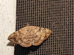 Anticarsia gemmatalis