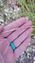 Bothriochloa laguroides